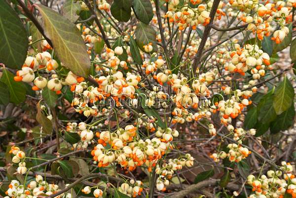 527001 - Japanese spindle tree (Euonymus japonicus)