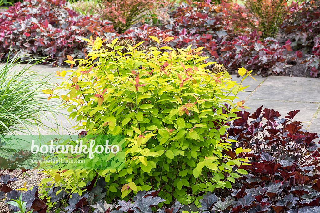 638347 - Japanese spiraea (Spiraea japonica 'Double Play Big Bang')