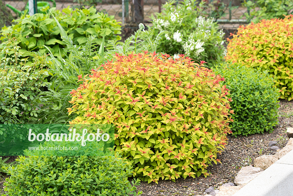 638349 - Japanese spiraea (Spiraea japonica 'Magic Carpet')