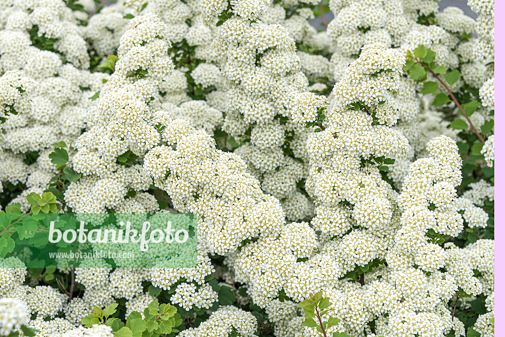 638350 - Japanese spiraea (Spiraea nipponica 'Snowmound')