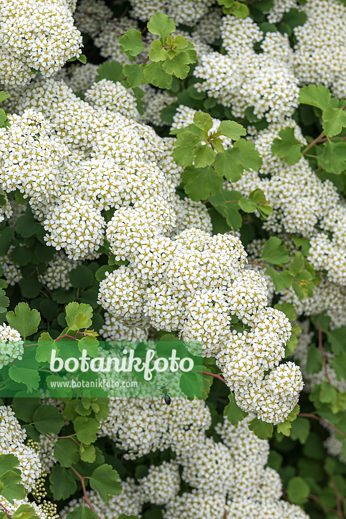 638351 - Japanese spiraea (Spiraea nipponica 'Snowmound')