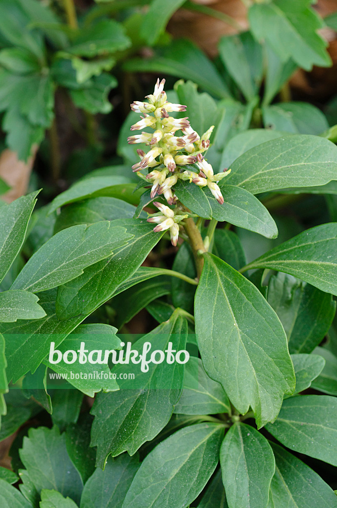 471020 - Japanese spurge (Pachysandra terminalis)