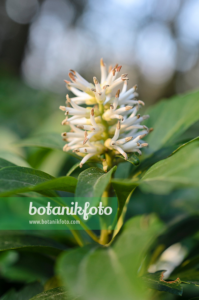 507013 - Japanese spurge (Pachysandra terminalis)