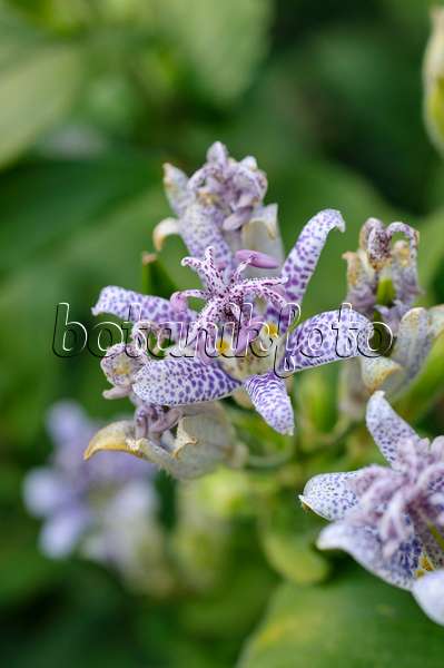 476151 - Japanese toad lily (Tricyrtis hirta)
