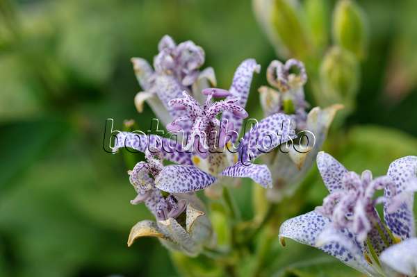 476152 - Japanese toad lily (Tricyrtis hirta)