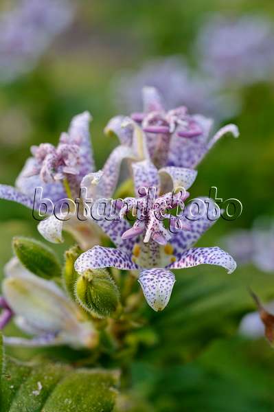 476153 - Japanese toad lily (Tricyrtis hirta)