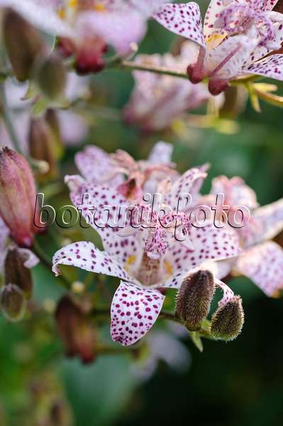477025 - Japanese toad lily (Tricyrtis hirta)