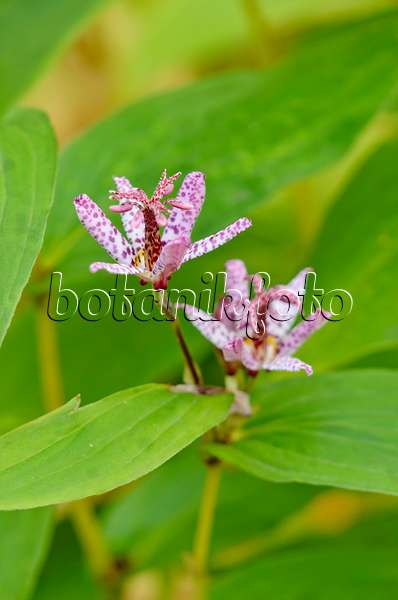 525407 - Japanese toad lily (Tricyrtis hirta)