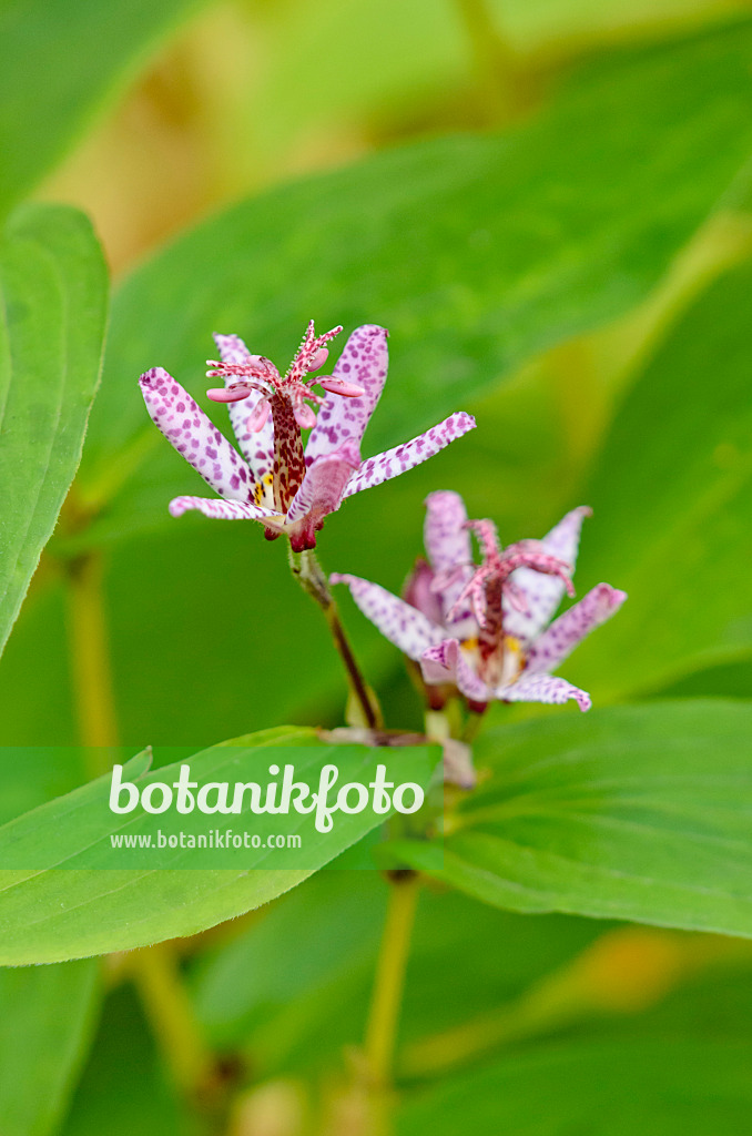 525407 - Japanese toad lily (Tricyrtis hirta)