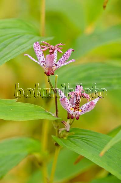 525408 - Japanese toad lily (Tricyrtis hirta)