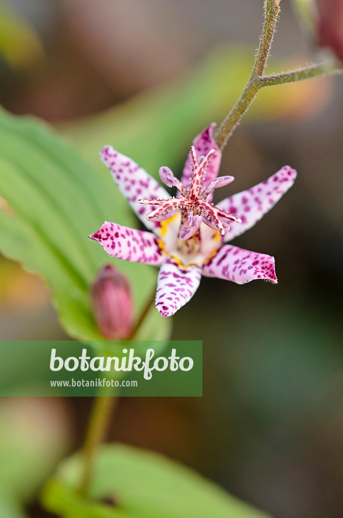 525302 - Japanese toad lily (Tricyrtis hirta var. masamunei)