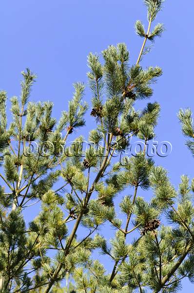 494011 - Japanese white pine (Pinus parviflora 'Glauca')