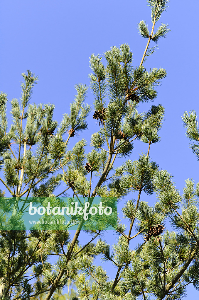 494011 - Japanese white pine (Pinus parviflora 'Glauca')