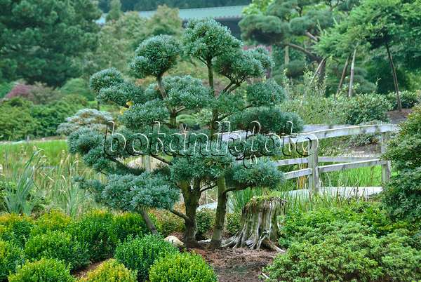 502312 - Japanese white pine (Pinus parviflora 'Glauca')