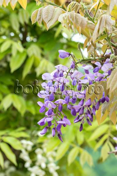 638386 - Japanese wisteria (Wisteria brachybotrys 'Okayama')