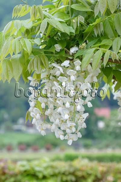 607225 - Japanese wisteria (Wisteria brachybotrys 'Shiro-kapitan')