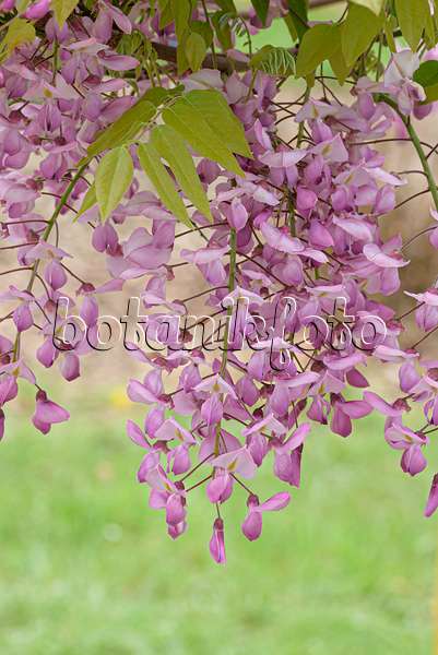 607226 - Japanese wisteria (Wisteria brachybotrys 'Showa-beni')