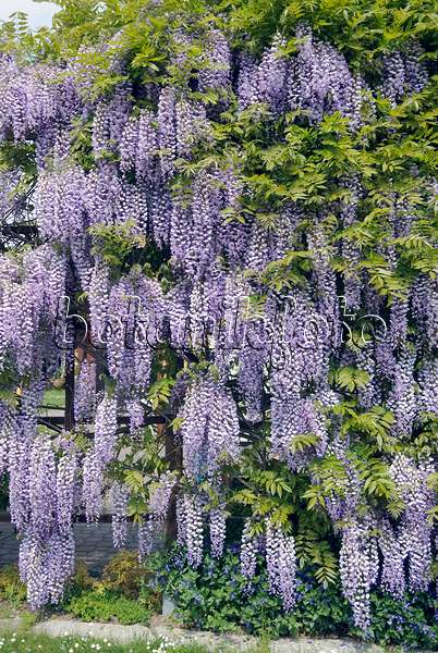 535440 - Japanese wisteria (Wisteria floribunda)