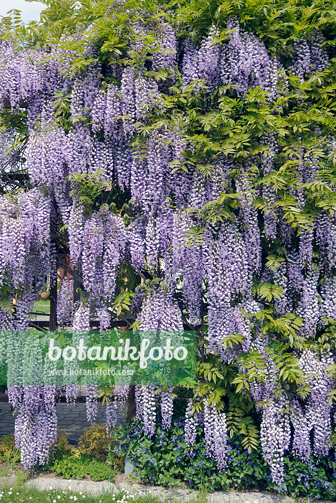 535440 - Japanese wisteria (Wisteria floribunda)