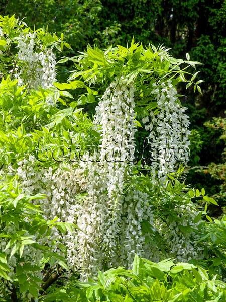 437379 - Japanese wisteria (Wisteria floribunda 'Alba')