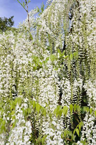 508082 - Japanese wisteria (Wisteria floribunda 'Alba')