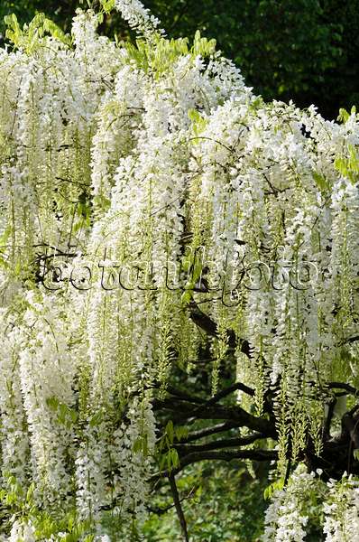 508083 - Japanese wisteria (Wisteria floribunda 'Alba')