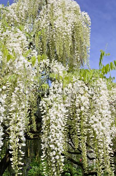 508084 - Japanese wisteria (Wisteria floribunda 'Alba')