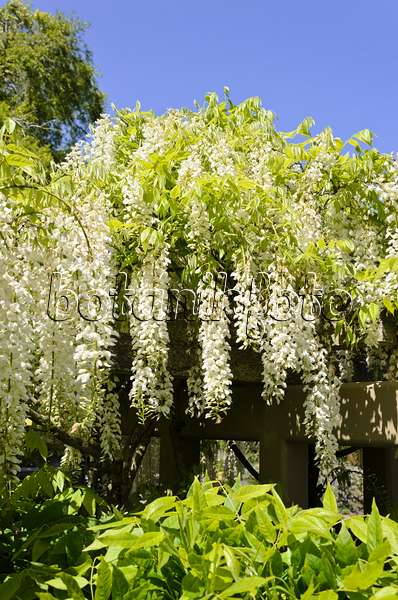 508407 - Japanese wisteria (Wisteria floribunda 'Alba')
