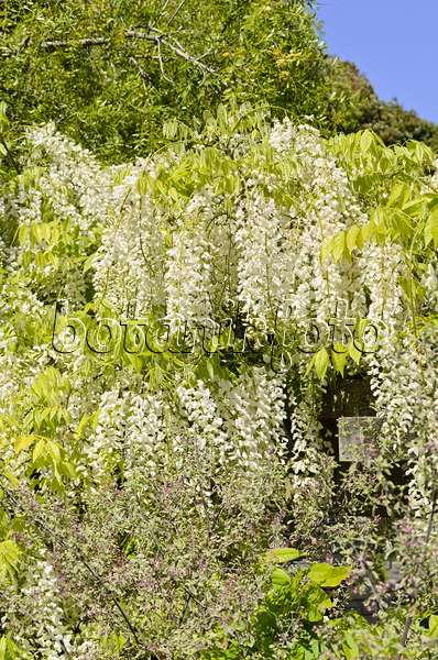 508408 - Japanese wisteria (Wisteria floribunda 'Alba')