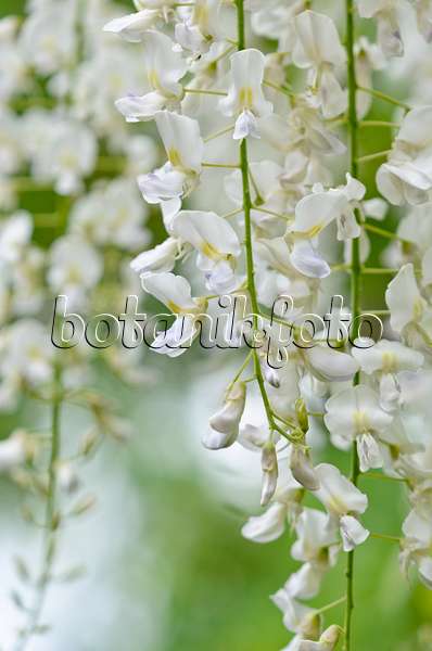 556046 - Japanese wisteria (Wisteria floribunda 'Alba')