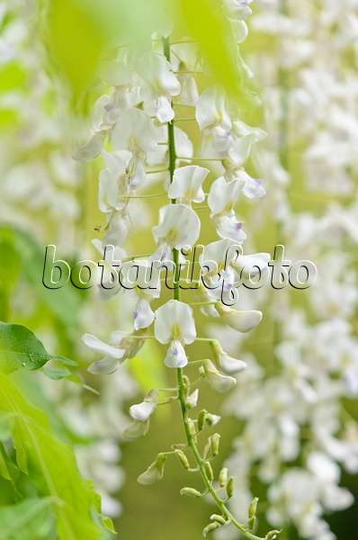 556047 - Japanese wisteria (Wisteria floribunda 'Alba')