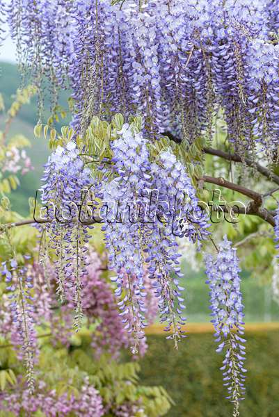 607229 - Japanese wisteria (Wisteria floribunda 'Blue Dream')