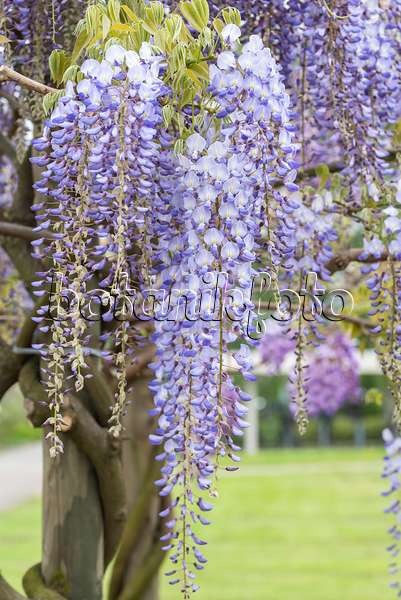 638387 - Japanese wisteria (Wisteria floribunda 'Blue Dream')