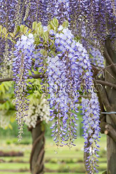 638388 - Japanese wisteria (Wisteria floribunda 'Blue Dream')
