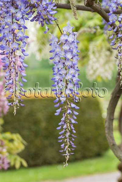 638389 - Japanese wisteria (Wisteria floribunda 'Blue Dream')
