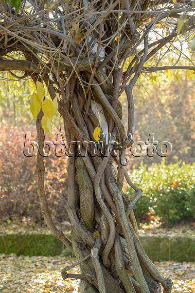 575354 - Japanese wisteria (Wisteria floribunda 'Multijuga')