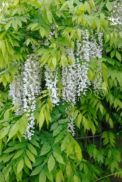 490189 - Japanese wisteria (Wisteria floribunda 'Shiro Noda')