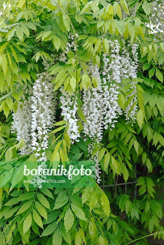 490189 - Japanese wisteria (Wisteria floribunda 'Shiro Noda')