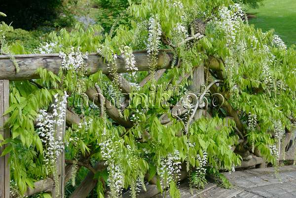 535437 - Japanese wisteria (Wisteria floribunda 'Shiro Noda')