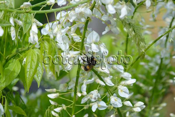 535438 - Japanese wisteria (Wisteria floribunda 'Shiro Noda') and bumble bee (Bombus)