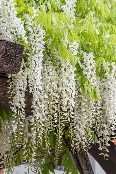 638390 - Japanese wisteria (Wisteria floribunda 'Shiro Noda')