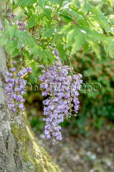 547315 - Japanese wisteria (Wisteria floribunda 'Violacea Plena')