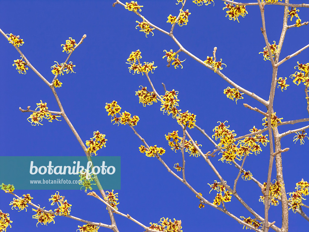 435015 - Japanese witch hazel (Hamamelis japonica)