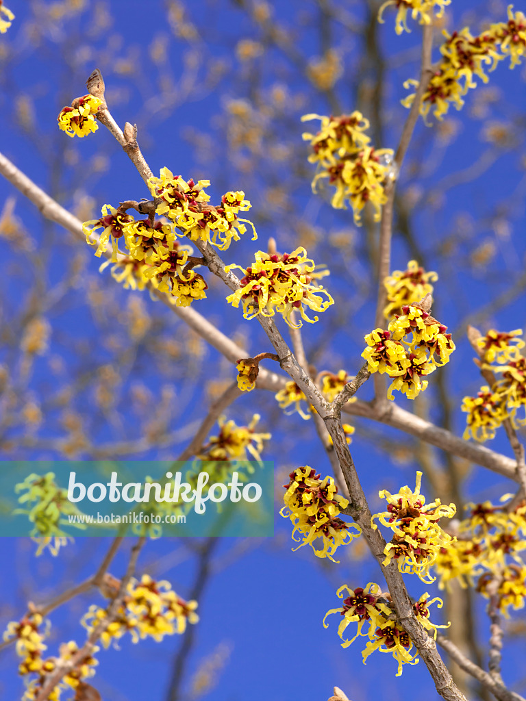 435016 - Japanese witch hazel (Hamamelis japonica)