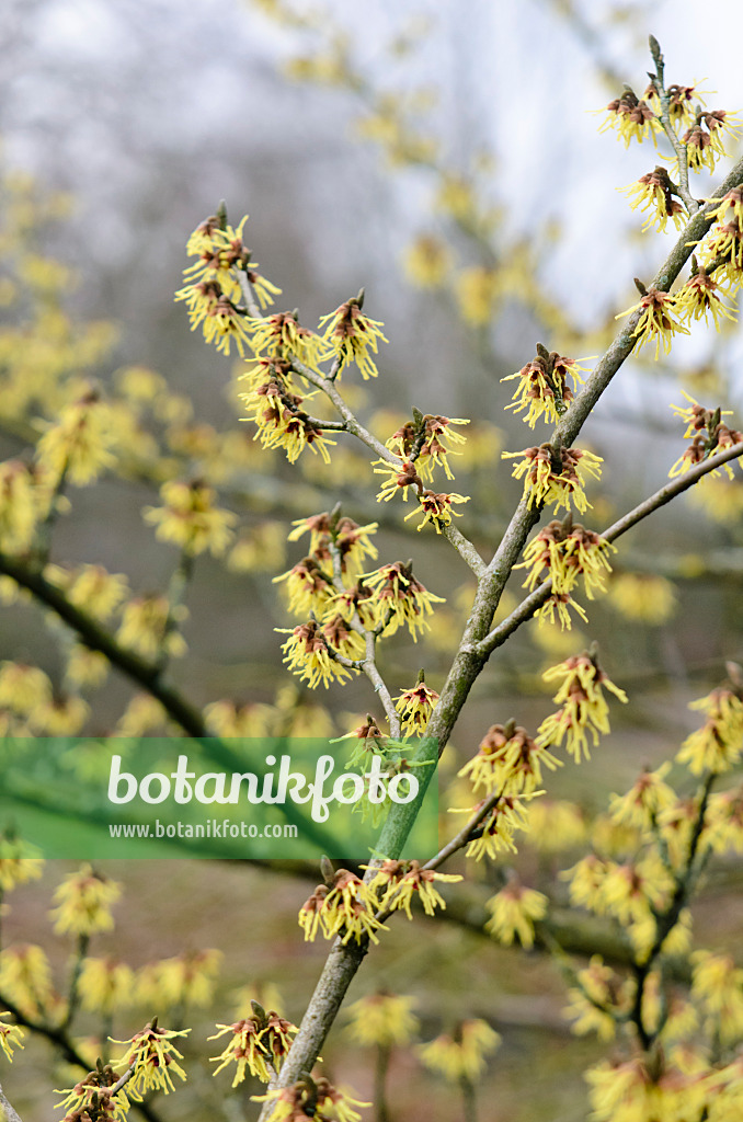 553052 - Japanese witch hazel (Hamamelis japonica 'Zuccariniana')