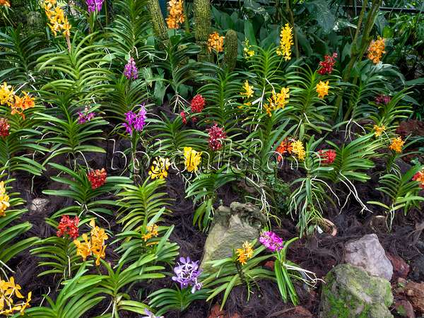 454142 - Jardin d'orchidées, National Orchid Garden, Singapour