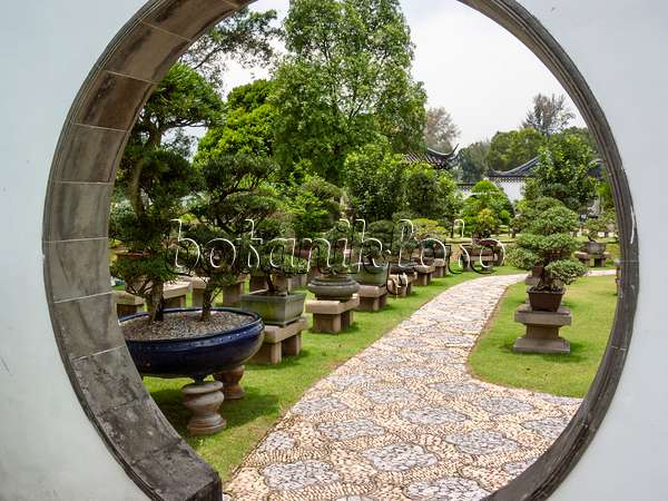 411225 - Jardin de bonsaï, Singapour
