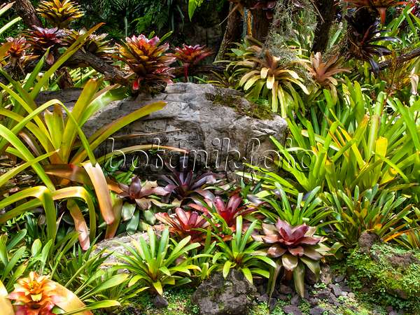 454150 - Jardin de bromélias, jardin national des orchidées, Singapour