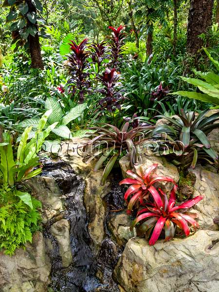 454152 - Jardin de bromélias, jardin national des orchidées, Singapour