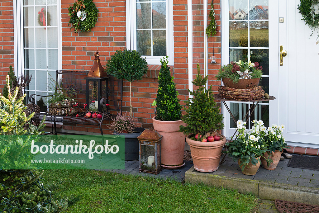 527033 - Jardin de devant avec plantes en bacs et décoration de Noël